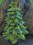 Fabric Christmas Tree-Green